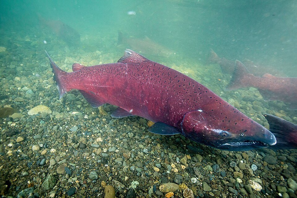 Chinook salmon (king salmon) (Oncorhynchus tshawytscha)