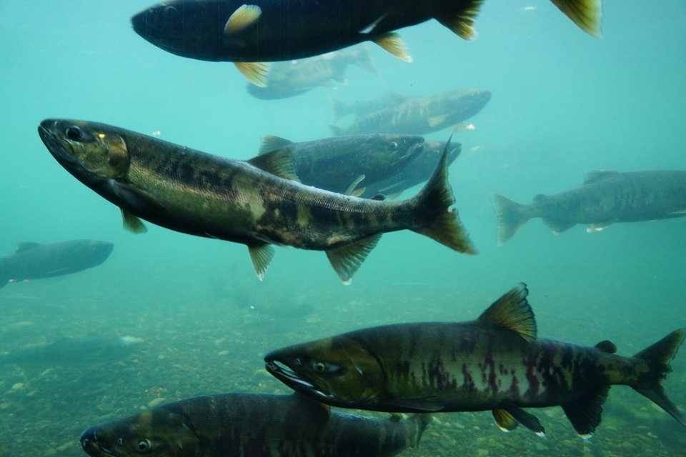 Chum salmon (dog salmon, keta) (Oncorhynchus keta)