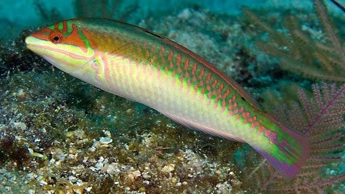 Halichoeres maculipinna (Halichoeres maculipinna)