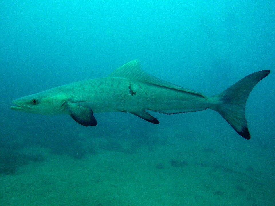 Cobia (bacalao) (Rachycentron canadum)
