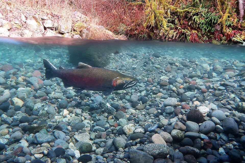 Coho salmon (silver salmon) (Oncorhynchus kisutch)
