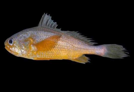 Corvinilla (Stellifer colonensis)