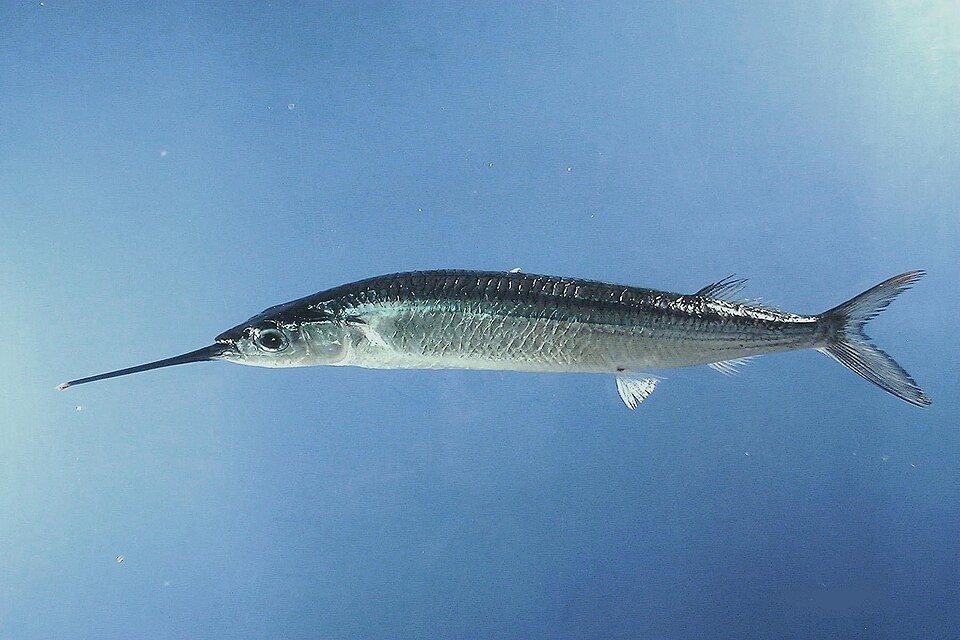 Agujeta blanca (Hyporhamphus unifasciatus)