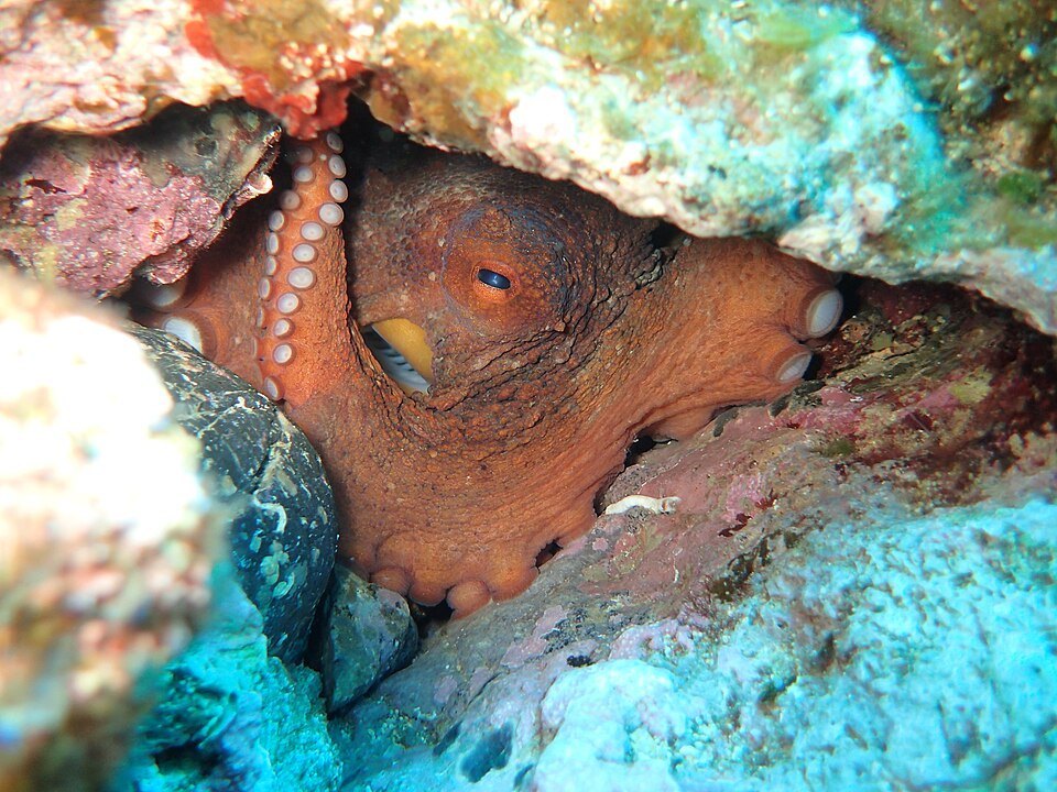 Pulpo común (Octopus vulgaris)