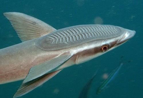 Common remora (Remora remora)