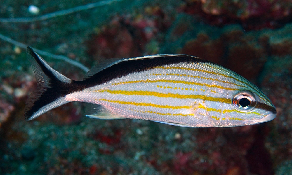 Cottonwick grunt (Haemulon melanurum)