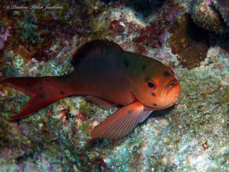 Creolefish (Paranthias furcifer)