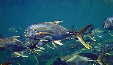 Jurel común (Caranx hippos)