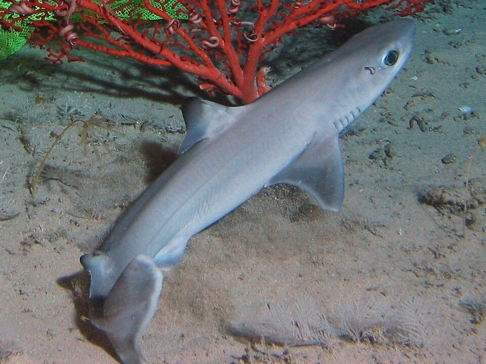 Cuban dogfish (Squalus cubensis)