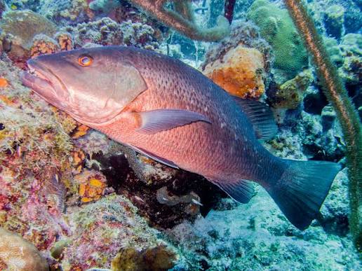 Cubera snapper (Lutjanus cyanopterus)