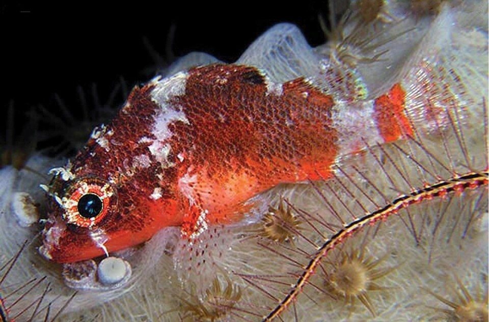 Deepreef scorpionfish (Scorpaenodes tredecimspinosus)