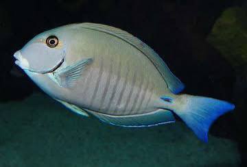 Doctorfish (Acanthurus chirurgus)