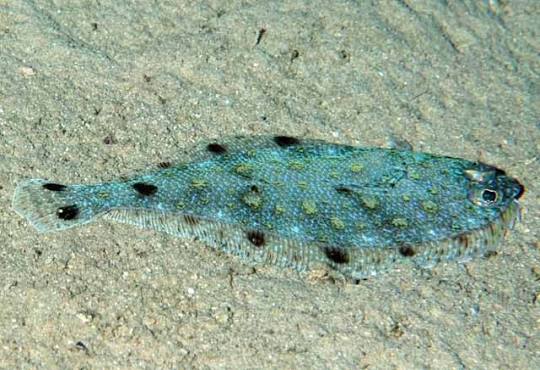 Doublespott whiff (Citharichthys dinoceros)