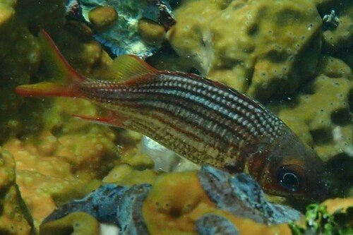 Dusky squirrelfish (Neoniphon vexillarium)