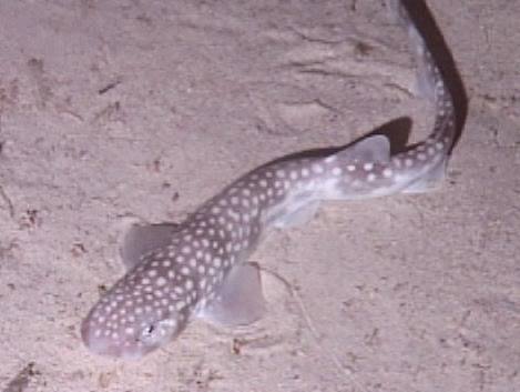 Alitán enano (Scyliorhinus torrei)