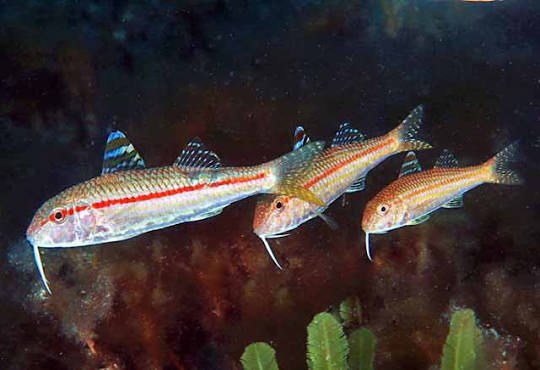 Salmonete rayuelo (Upeneus parvus)