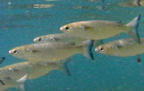 Dwarf mullet (Mugil curvidens)