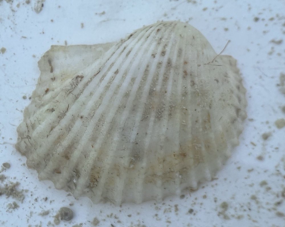 Arca auriculada (Anadara notabilis)
