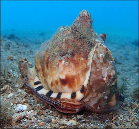 Casco imperial (Cassis madagascariensis)