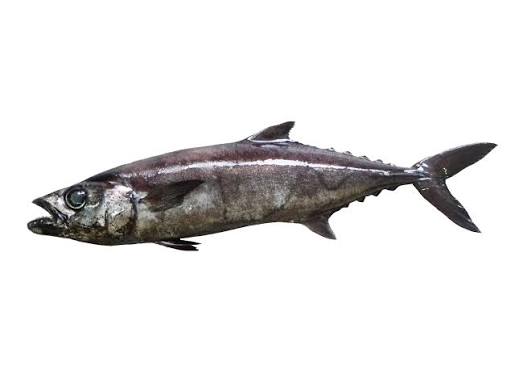 Escolar negro (Lepidocybium flavobrunneum)