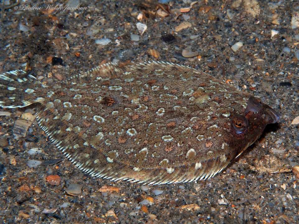 Lenguado de charo (Bothus ocellatus)
