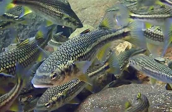 Fantail mullet (Mugil trichodon)