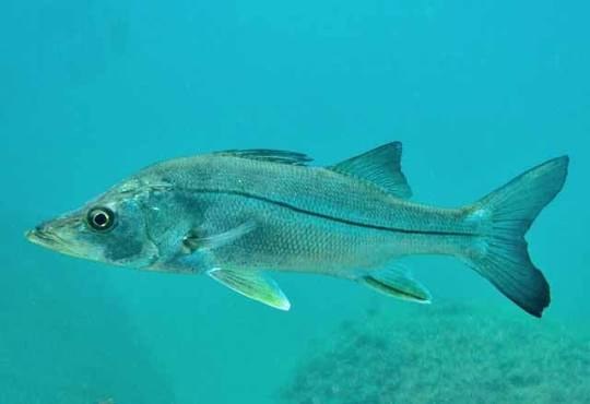 Fat snook (Centropomus parallelus)