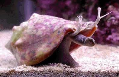 Cobo luchador (Strombus pugilis)