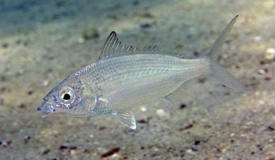 Flagfin mojarra (Eucinostomus melanopterus)
