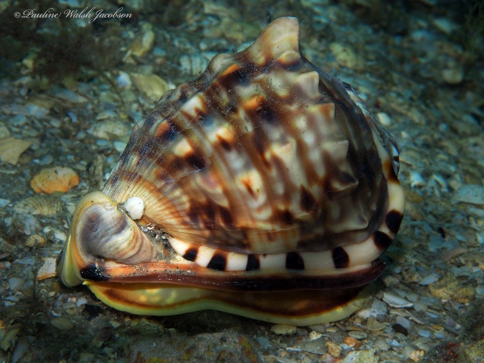 Casco flameante (Cassis flammea)