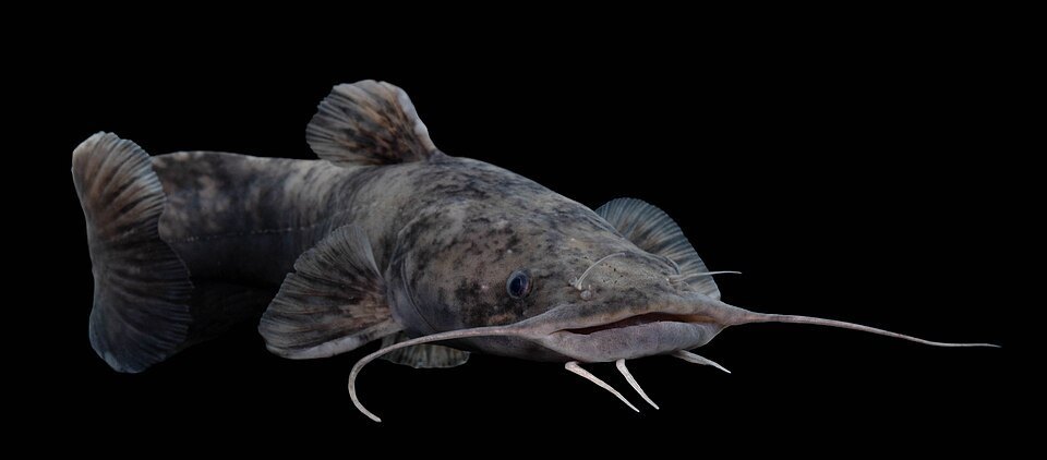 Flathead catfish (Pylodictis olivaris)