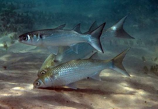 Lisa pardete (Mugil cephalus)