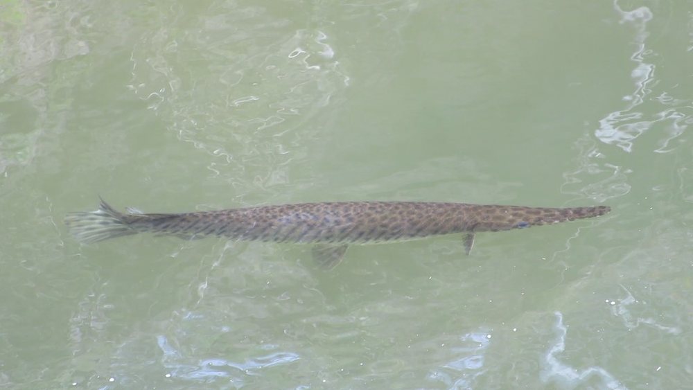 Florida gar (Lepisosteus platyrhincus)
