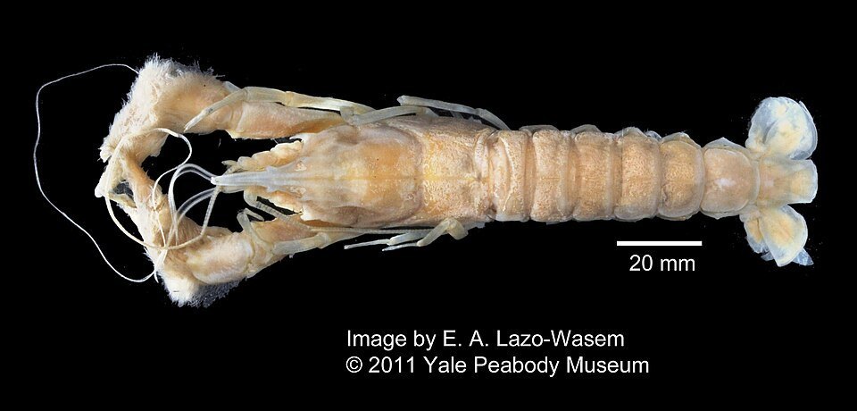 Cigala de Florida (Nephropsis aculeata)