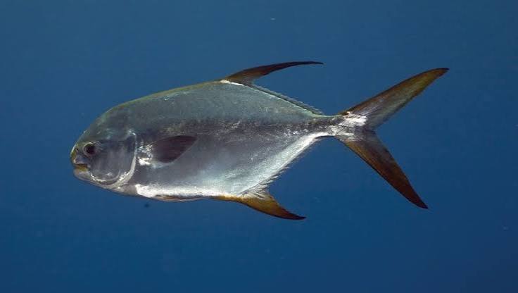 Pámpano amarillo (Trachinotus carolinus)