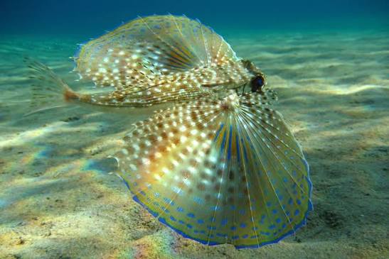 Flying gurnard (Dactylopterus volitans)