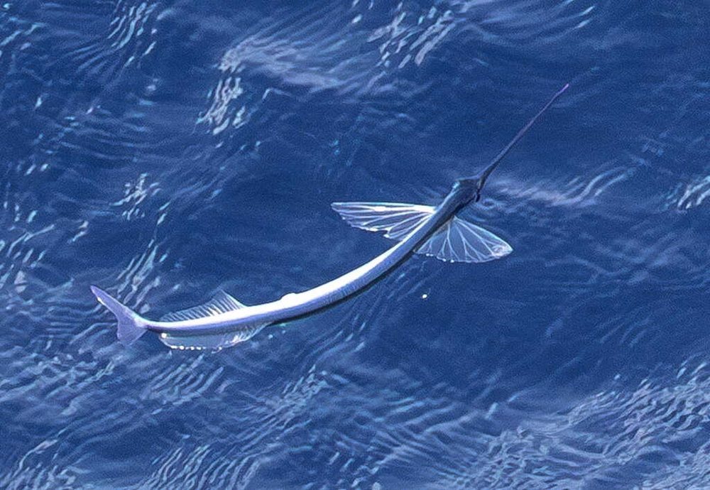 Flying halfbeak (Euleptorhamphus velox)