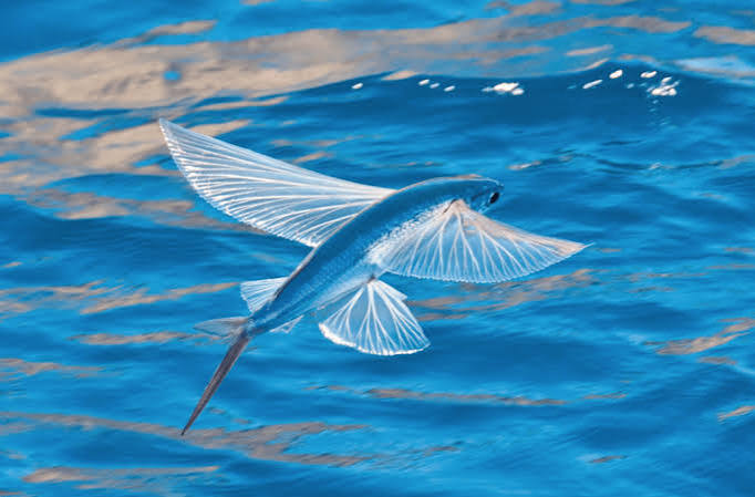 Fourwing flyingfish (Hirundichthys affinis)