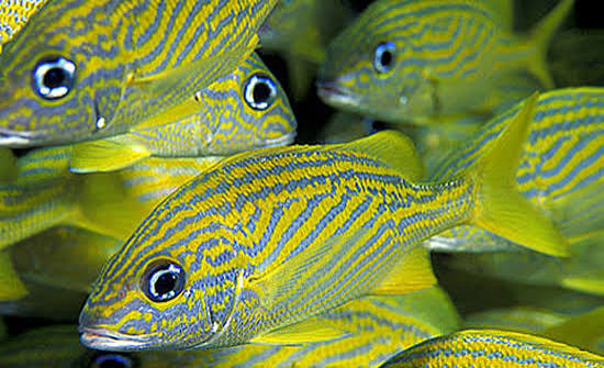 Ronco amarillo (Haemulon flavolineatum)