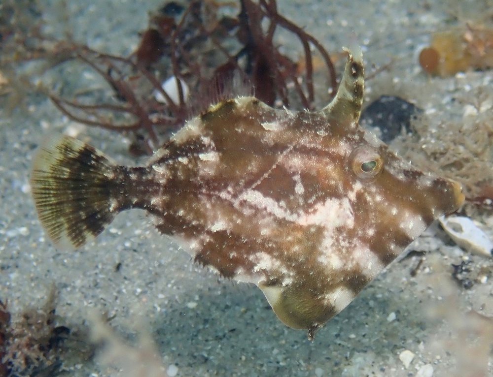 Fringed filefish (Monacanthus ciliatus)