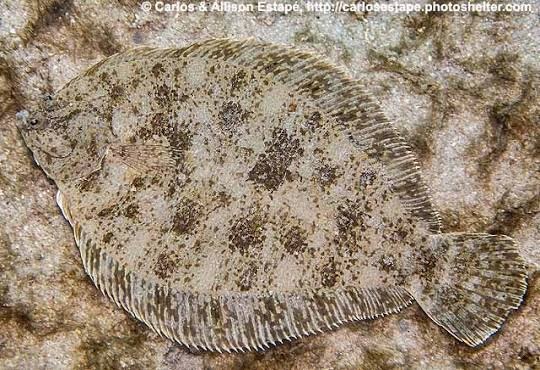Fringed flounder (Etropus crossotus)