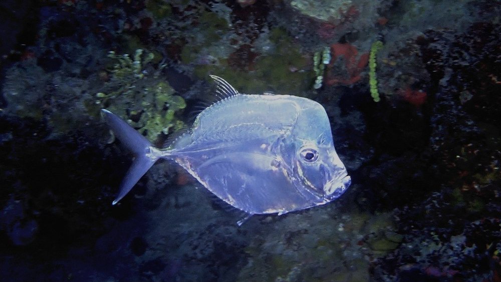 Jorobado luna (Selene brownii)