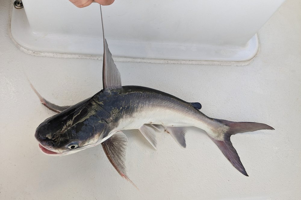 Bagre bandera (Bagre marinus)