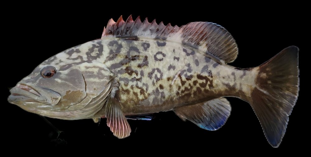 Gag grouper (Mycteroperca microlepis)