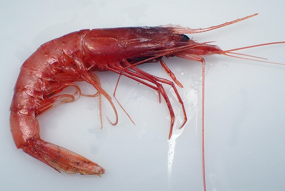 Giant red shrimp (Aristaeomorpha foliacea)