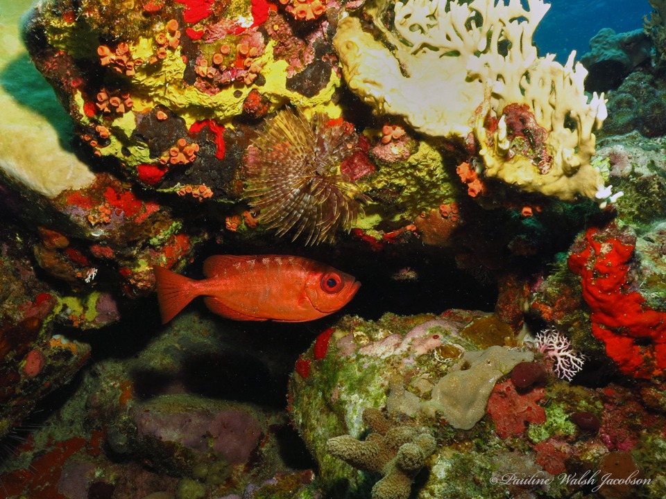 Catalufa de roca (Heteropriacanthus cruentatus)