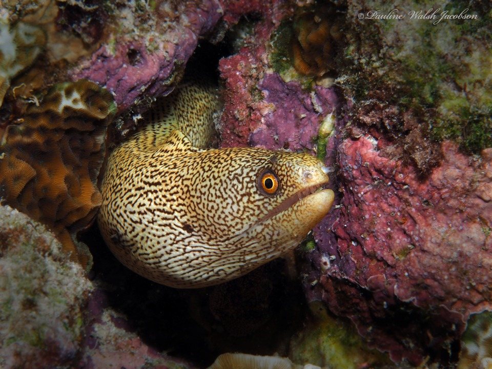 Goldentail moray (Gymnothorax miliaris)