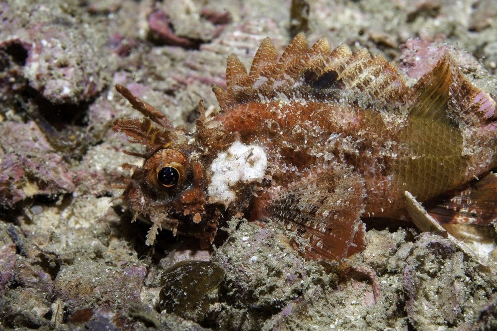 Goosehead scorpionfish (Scorpaena bergii)