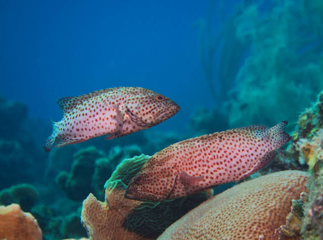 Graysby (Cephalopholis cruentata)