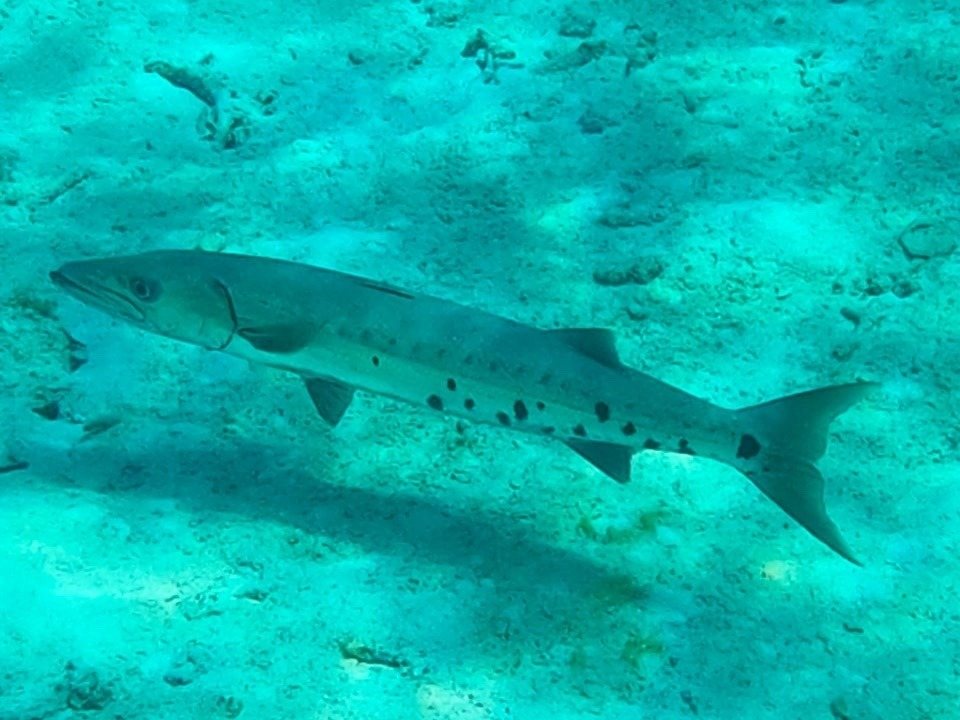 Barracuda